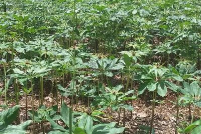 重楼的种植效益，每年基本都是供不应求