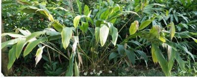 豆蔻的种植方法,可播种育苗也可分株育苗