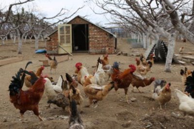 土鸡的散养要点,一定要选择好一点的鸡苗