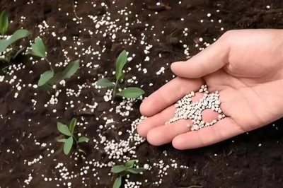 施复合肥有哪些注意事项,高浓度复合肥主要用在经济作物上