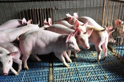 养猪需要办理哪些手续,首先要向养殖用地所在村委会提出申请