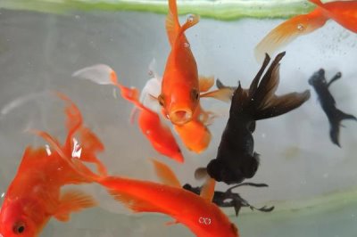 金鱼吃水草吗，喜爱水生植物但需多种饲料搭配喂养