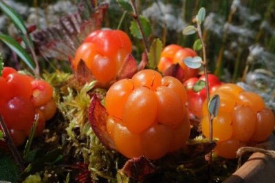 云莓的价格,最高卖到200元一斤