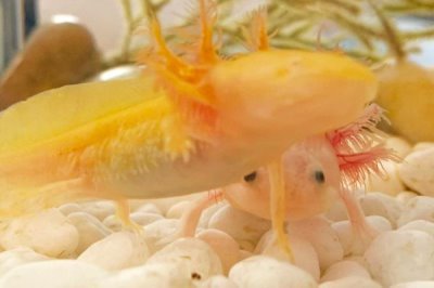 六角恐龙鱼逐渐死亡的原因，一般是生病、缺氧、水温过高造成