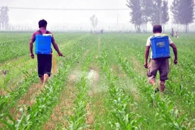 玉米香蕉穗的防治方法，一定要适期播种