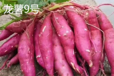 高产红薯品种，苏薯8号的平均产量达到8500斤