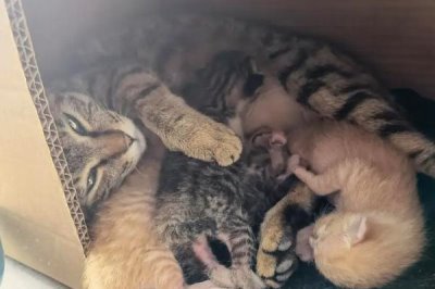 猫怀孕多少天生产,孕期为56-71天