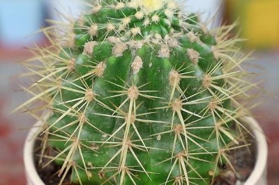 仙人球的养殖方法,切取后的插穗晾上5-7天再扦插