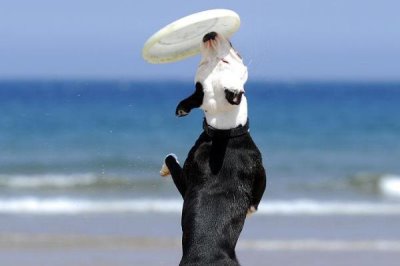 让狗狗学会飞盘训练方法,先培训狗狗对飞盘的兴趣