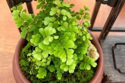 铁线蕨盆栽技术,选择肥沃的砂壤土