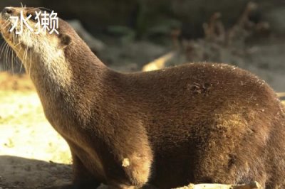 海獭经常会捂眼睛是为了什么,可能是为了梳理毛发或保暖