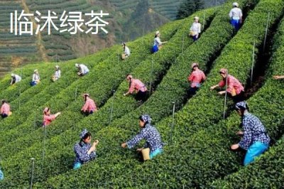 山东省临沭县的特产，临沐太子参在东南亚市场享有盛誉