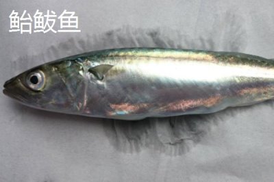 鲐鲅鱼和鲅鱼一样吗，二者不是同一物种