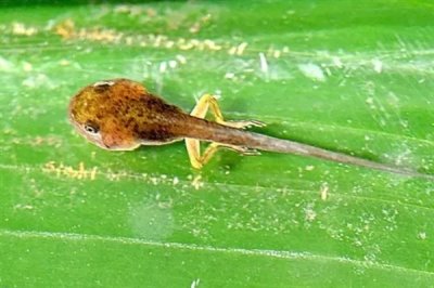 蝌蚪变成青蛙需要多久,经过80-150天左右便可完成蜕变