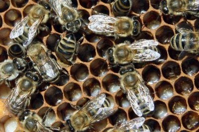 蜂王剪翅膀的坏处,百害而无一利