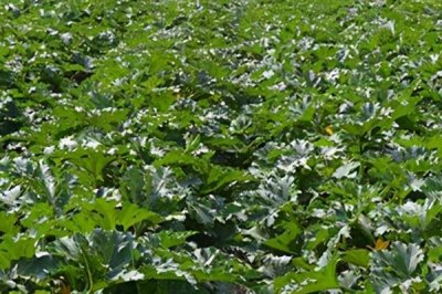 如何避免西葫芦落花落果,温度、光照都需要控制好