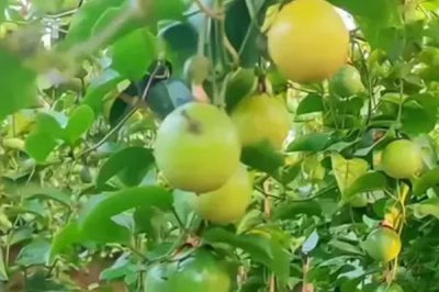 种植百香果的效益，种植当年一亩地可获2500元左右的纯利润