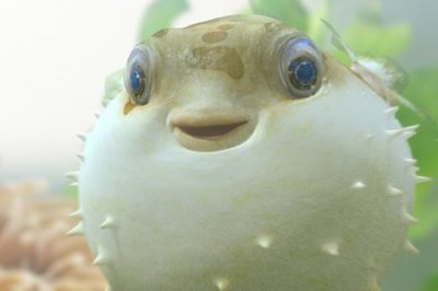 河豚的价格,一般在35-80元一斤