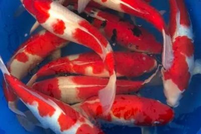 锦鲤为啥在鱼缸底不上来吃食，可能是不适应新环境或水温低等