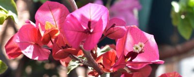 三角梅怎么过冬，将环境的温度控制在15度左右