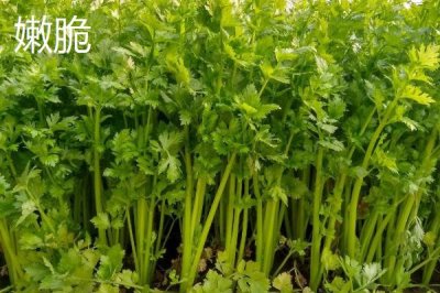 芹菜的品种,不同品种的亩产量不一
