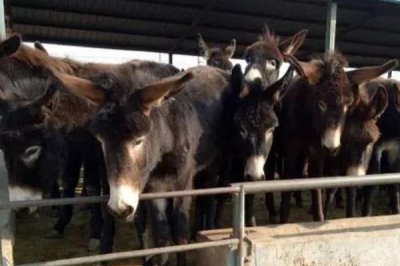 肉驴养殖利润有多大，每头肉驴养殖净利润在4900元左右