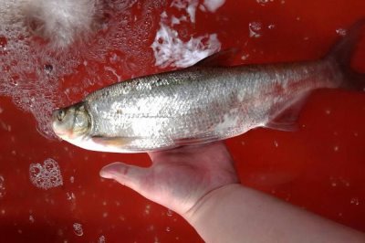 翘嘴红鲌怎么养殖,鱼苗放养要趁早