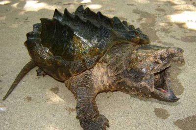 鳄龟是否需要晒背，适当晒背有助于吸收营养元素