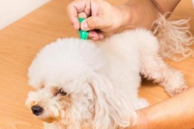 狗狗体内外驱虫方法,可以使用滴剂或者喷剂