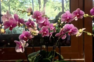 哪些花的花语象征想念，有满天星、水仙花等