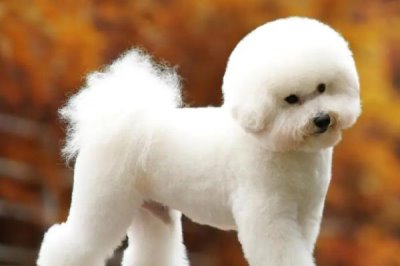 卷毛比熊犬的食物,注意不要喂太多