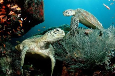 棱皮龟能长到多大,成年之后的身体长度都可以达到2米以上