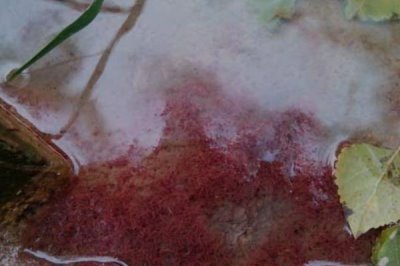 怎么在室内养殖红虫，每隔7-10天换一次水