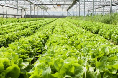 蔬菜大棚上起雾滴怎么办,可用有机硅兑水喷洒棚膜