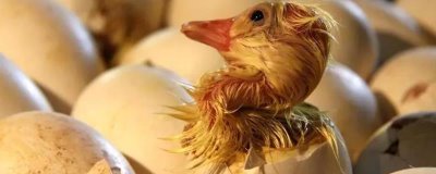 鹅蛋孵化多少天出小鹅，机器孵化通常为30天左右