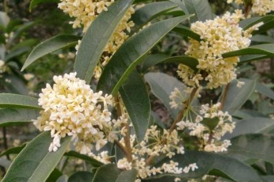 佛顶珠桂花苗的价格,批发价约2-3元/棵