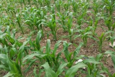 A31玉米种子特点，在适应区5月1日左右播种