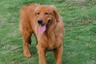 金毛怎么表达情绪,垂耳眯眼、吐出舌头时表示心情愉快