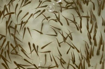 农村鱼塘养鱼技术,位置要选在水源附近