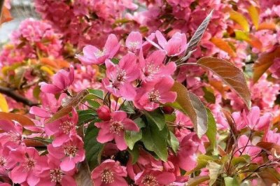 海棠花开花的时间,不同品种的花期不同