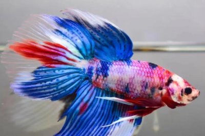 怎么养泰国斗鱼,建议用大点的水族箱