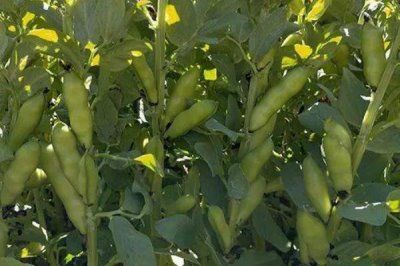 蚕豆的种植方法，播种后需及时灌溉