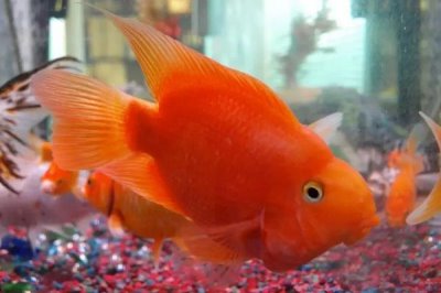 鹦鹉鱼喂食的正确方法,喂食小虾有利于增色