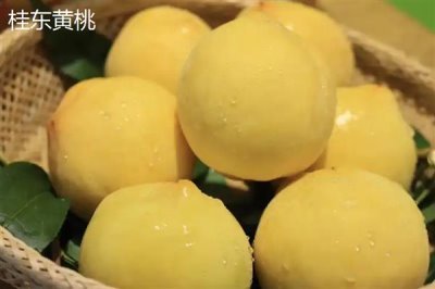 砀山黄桃的价格，批发价一斤需要1-2元左右
