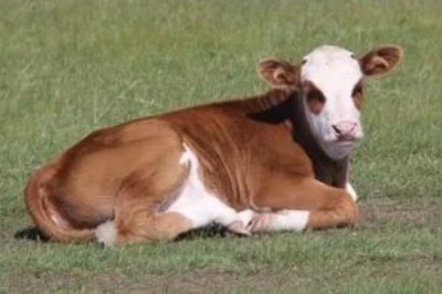 牛犊三个月能长多大,体重大约在170斤左右