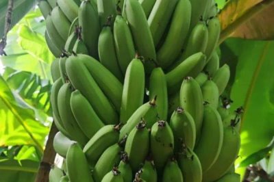 香蕉的产地,原产地是东南亚