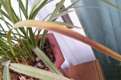 兰花的常见病害及防治方法，常见病害有疫霉病、炭疽病等