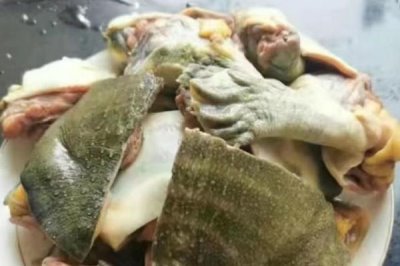 怎么杀甲鱼,小甲鱼和大甲鱼的杀法不同