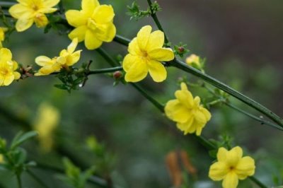 冬天室外的迎春花会冻死吗,有较好的耐寒力不会冻死