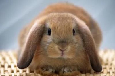 兔子如何繁殖，发情期会自行交配繁殖